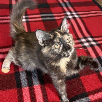 Magnolia Belle -  Domestic Long Hair Cat for Adoption in Liverpool, Texas - Magnolia Belle | PetCurious