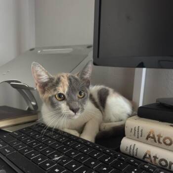 Periwinkle -  Domestic Short Hair Cat for Adoption in Tustin, California - Periwinkle | PetCurious