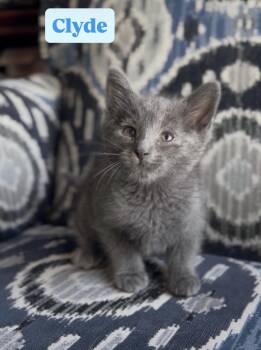 Clyde -  Russian Blue and Domestic Short Hair Cat for Adoption in Crown Point, Indiana - Clyde | PetCurious