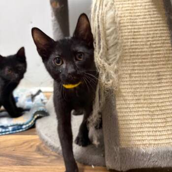 Merv -  Domestic Short Hair Cat for Adoption in West Point, Mississippi - Merv | PetCurious