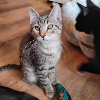 Domestic Short Hair Cats Available for Adoption in Indianapolis, Indiana - Furby | PetCurious