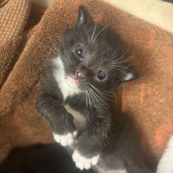 Rosalina -  Domestic Medium Hair Cat for Adoption in Long Beach, California - Rosalina | PetCurious