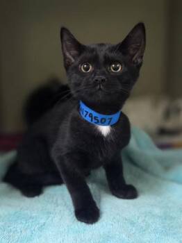 Fe -  Domestic Short Hair Cat for Adoption in Westland, Michigan - Fe | PetCurious