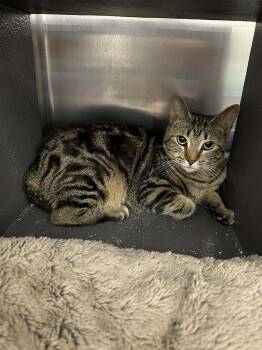 Domestic Short Hair Cats Available for Adoption in Nashville, Tennessee - Secret | PetCurious