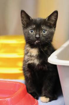 Alani -  Domestic Medium Hair Cat for Adoption in Winnipeg, Manitoba - Alani | PetCurious