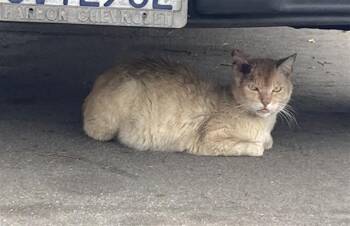 WINSTON -  Domestic Short Hair Cat for Adoption in Long Beach, California - WINSTON | PetCurious