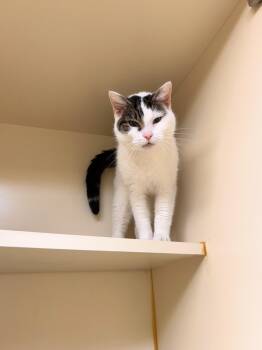 Cherry -  Domestic Short Hair Cat for Adoption in Myerstown, Pennsylvania - Cherry | PetCurious