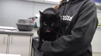 Domestic Short Hair Cats Available for Adoption - TCHALLA | PetCurious