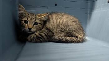 Yzma -  Domestic Medium Hair Cat for Adoption in Evansville, Indiana - Yzma | PetCurious