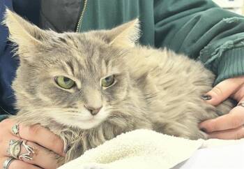 Domestic Medium Hair Cats Available for Adoption - LULA | PetCurious