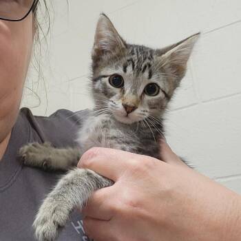 Lynlyn -  Domestic Short Hair Cat for Adoption in Walker, Michigan - Lynlyn | PetCurious