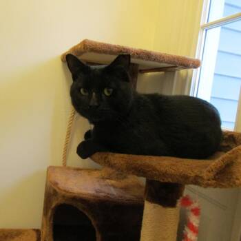 Purrlock Holmes -  Domestic Short Hair Cat for Adoption in Bordentown, New Jersey - Purrlock Holmes | PetCurious