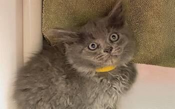 Domestic Medium Hair Cats Available for Adoption in Charlotte, North Carolina - A1263877 | PetCurious
