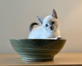 Siamese Cats Available for Adoption in San Francisco, California - Theo (bonded With Ally) | PetCurious
