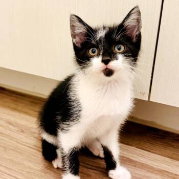 Twix -  Domestic Short Hair and Domestic Medium Hair Cat for Adoption in Houston, Texas - Twix | PetCurious