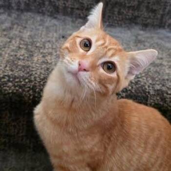 Leo -  Tabby and Domestic Short Hair Cat for Adoption in Sacramento, California - Leo | PetCurious