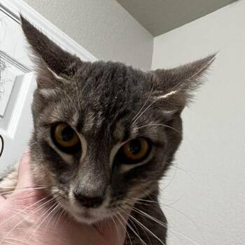 Domestic Short Hair Cats Available for Adoption in Nampa, Idaho - Ragu | PetCurious