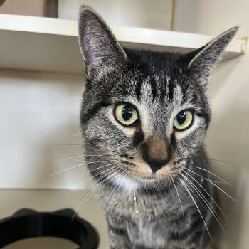 Lady Bug -  Domestic Short Hair Cat for Adoption in Idaho Falls, Idaho - Lady Bug | PetCurious