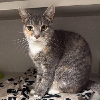 Precious -  Domestic Short Hair Cat for Adoption in Aldie, Virginia - Precious | PetCurious