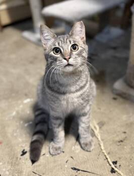 Rescue Tabby Cats for Adoption in San Jose, California - Bear | PetCurious