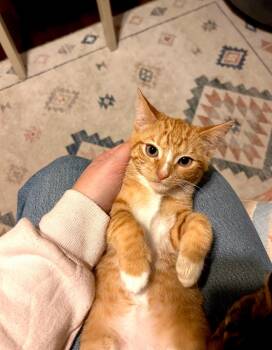 Rescue Domestic Short Hair Cats for Adoption in Nashville, Tennessee - Milo | PetCurious