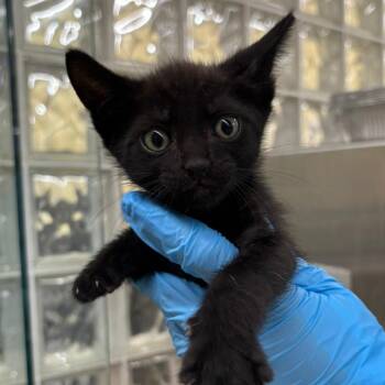 Domestic Short Hair Cats Available for Adoption in West Palm Beach, Florida - Anakin | PetCurious