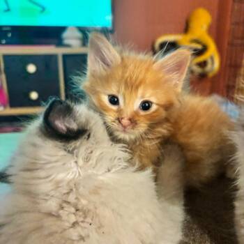 Hoover -  Domestic Short Hair Cat for Adoption in Clavet, Saskatchewan - Hoover | PetCurious