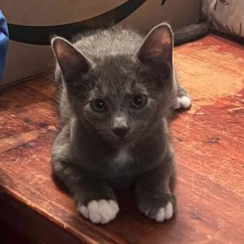 Iskandar -  Domestic Medium Hair Cat for Adoption - Iskandar | PetCurious