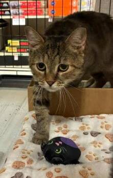 Claire (FCID# 06/03/2026 - 43) C -  Tabby and Calico Cat for Adoption in Greenville, Delaware - Claire (FCID# 06/03/2026 - 43) C | PetCurious