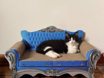 Bear -  Domestic Long Hair Cat for Adoption in Wakefield, Quebec - Bear | PetCurious
