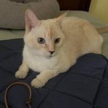Lilly Girl -  Siamese and Domestic Short Hair Cat for Adoption in Prescott, Arizona - Lilly Girl | PetCurious