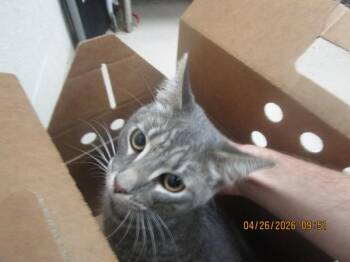 Domestic Short Hair Cats Available for Adoption in Marietta, Georgia - Dust Mite(618) | PetCurious