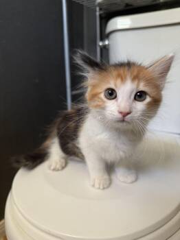 Domestic Short Hair Cats Available for Adoption in Lancaster, California - Shelley | PetCurious