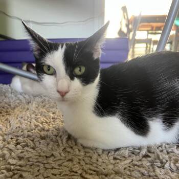 Mama Ziggy -  Domestic Short Hair Cat for Adoption in Brownsboro, Alabama - Mama Ziggy | PetCurious
