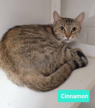 Rescue Domestic Short Hair Cats for Adoption in Richmond, Indiana - Cinnamon | PetCurious