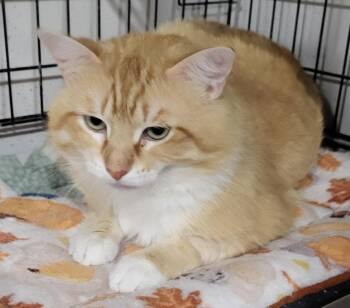 Domestic Medium Hair Cats Available for Adoption in Webster Groves, Missouri - Leopold | PetCurious