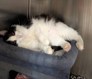 Cowboy -  Domestic Long Hair Cat Available for Adoption in Tucson, Arizona - Cowboy | PetCurious