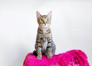 Rescue Domestic Short Hair Cats for Adoption in Birmingham, Alabama - Alice | PetCurious