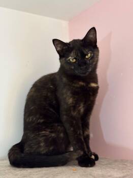 Christina -  Domestic Short Hair Cat Available for Adoption in Montreal, Quebec - Christina | PetCurious