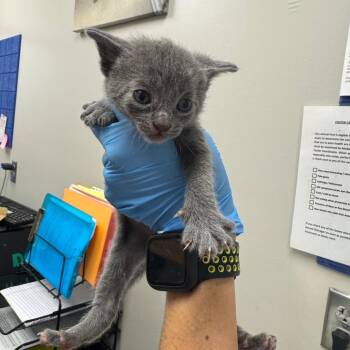 Jughead -  Domestic Short Hair Cat for Adoption in Columbiana, Alabama - Jughead | PetCurious