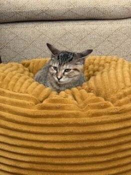 Domestic Short Hair Cats Available for Adoption - Samantha | PetCurious