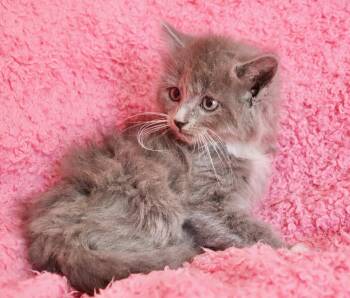 Lovebug -  Domestic Long Hair and Maine Coon Cat for Adoption in St. Augustine, Florida - Lovebug | PetCurious