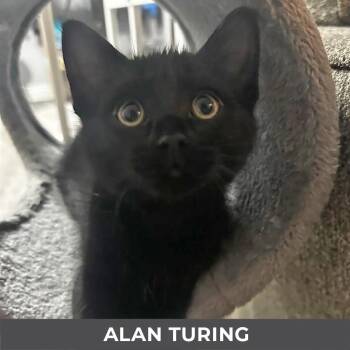 Alan Turing -  Domestic Short Hair Cat for Adoption in Toronto, Ontario - Alan Turing | PetCurious