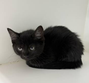 Heather -  Domestic Short Hair Cat for Adoption in Rochester, Indiana - Heather | PetCurious