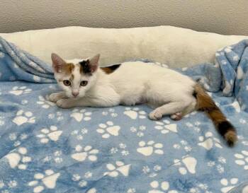 Lane @Petsmart Walker Rd -  Domestic Short Hair Cat for Adoption in Newberg, Oregon - Lane @Petsmart Walker Rd | PetCurious