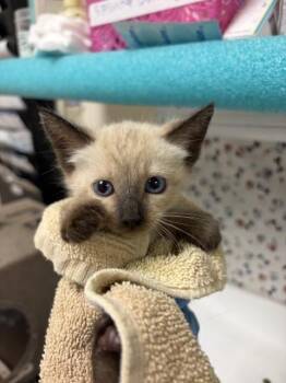 BLUE -  Domestic Short Hair Cat for Adoption in Riverside, California - BLUE | PetCurious