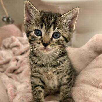Lil -  Domestic Short Hair Cat for Adoption in Oak Ridge, Tennessee - Lil | PetCurious