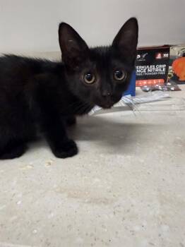 Manx Cats Available for Adoption in Baytown, Texas - BUOY | PetCurious