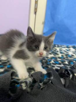 Strawberry Shortcake -  Domestic Short Hair Cat for Adoption in Marion, Ohio - Strawberry Shortcake | PetCurious