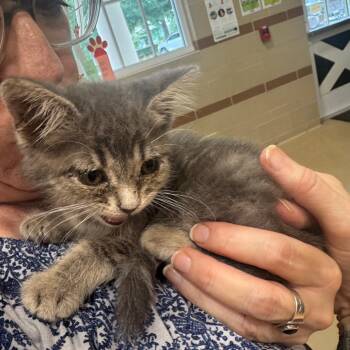 Nubby -  Domestic Short Hair Cat for Adoption in Winston-salem, North Carolina - Nubby | PetCurious